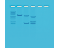 Mapping of Restriction Sites on Plasmid DNA