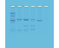 DNA Paternity Testing 