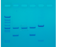 Amplification of DNA for Fingerprinting