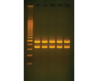 Mitochondrial DNA Analysis Using PCR
