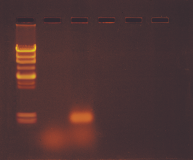 Amplification of a Specific mRNA from a Mixture of Total RNA