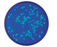 Transformation with Blue & Green Fluorescent Proteins