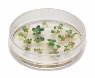 Introduction to Plant Cell Culture