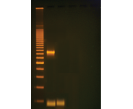 Traditional vs. PCR-based Detection of Water Contaminants