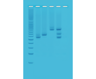 Multiplexed PCR for Testing Water Bacteria
