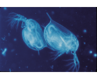 Toxicity Detection of Pollutants in Freshwater