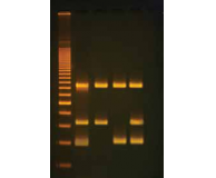 Analysis of the Alcohol Gene