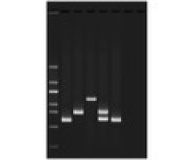 Water Quality Testing III: Multiplex PCR Testing of Water Contaminants