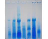 Agarose Gel Electrophoresis of Proteins