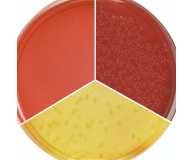 Microbiology