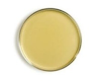 Nutrient Agar Plates (10)