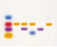 What Size Are Your Genes?