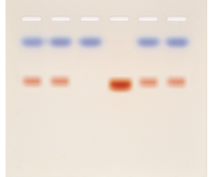 Why Do People Look Different?