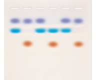 Whose DNA Was Left Behind?