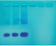 Mini-Prep Isolation of Plasmid DNA