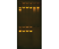 Purification of the Restriction Enzyme Eco RI