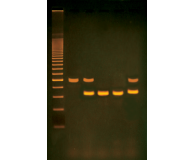 Human PCR