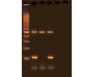 Experimenting with PCR