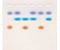 Whose DNA Was Left Behind?