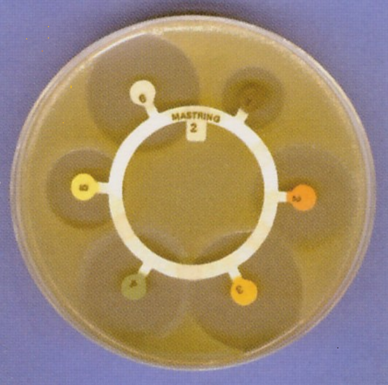 Antibiotic Susceptibility Discs- Mastring-S™ M5, Pack of ... anthrax bacteria diagram 