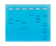 102- Restriction Enzyme Cleavage of Plasmid and Lambda DNA