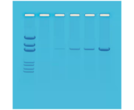 103- Principles of PCR 