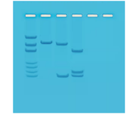 105- Mapping of Restriction Sites on Plasmid DNA