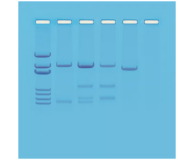 114- DNA Paternity Testing Simulation 