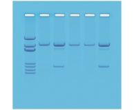 121- Detection of Genetically Modified Organisms