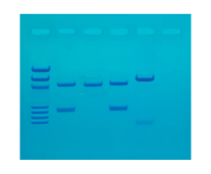 130- DNA Fingerprinting by PCR Amplification