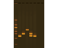 Water Quality Testing III: Multiplex PCR Testing of Water Contaminants