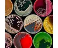 Microbiology